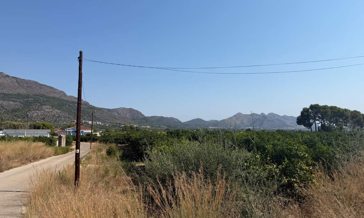 A quiet country road between orange groves in the Marina Alta